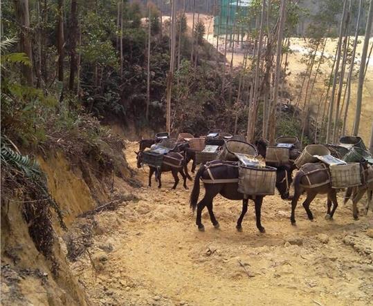 天河区马帮山路运输