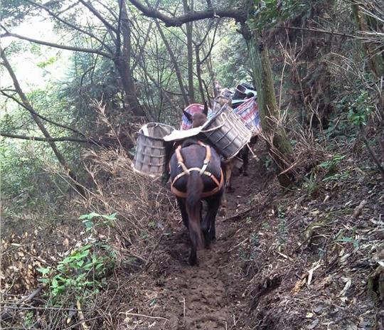天河区马帮运输公司