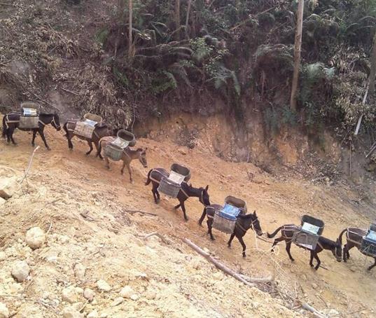 天河区山路马帮运输