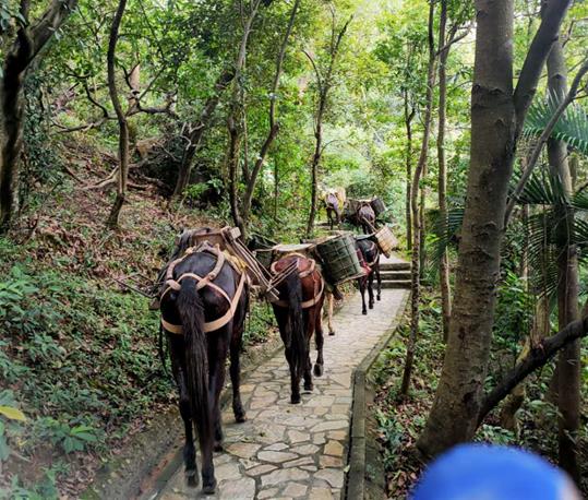 天河区马队运输电话