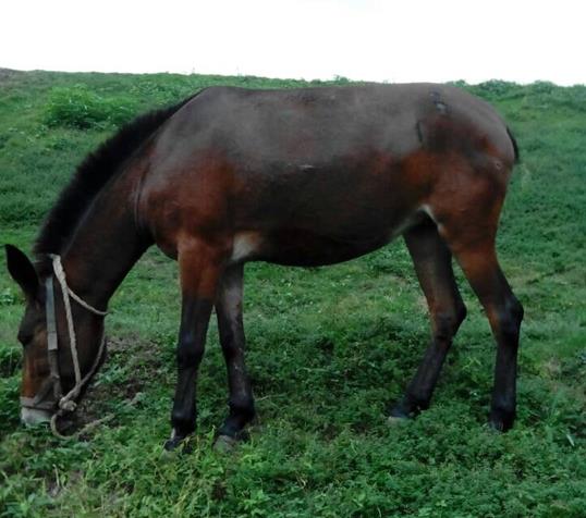天河区骡马搬运