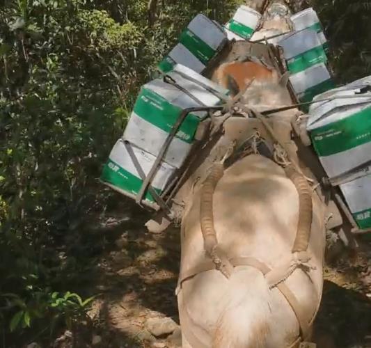 天河区骡马山路运输