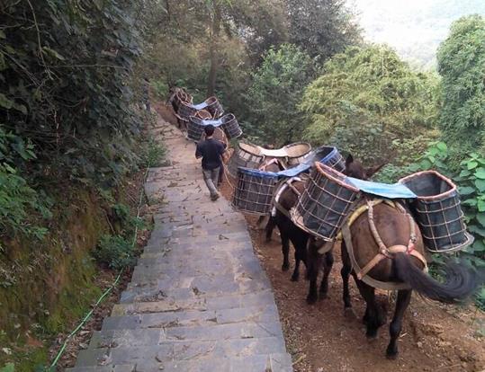 天河区骡马运输电话