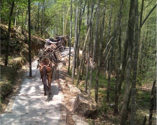 天河区山区骡马运输