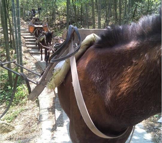 天河区骡马队运输