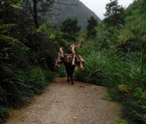 天河区骡马运输