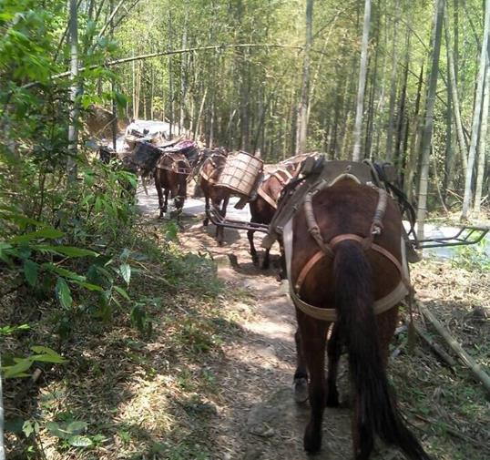 天河区骡马运输公司