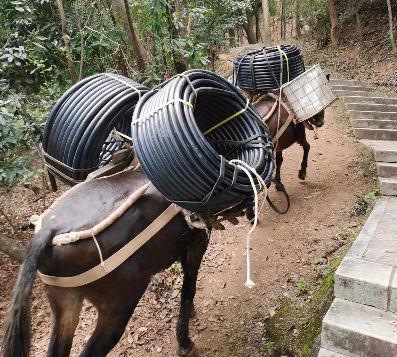 天河区马帮运输