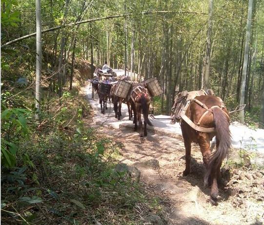 天河区马帮运输电话