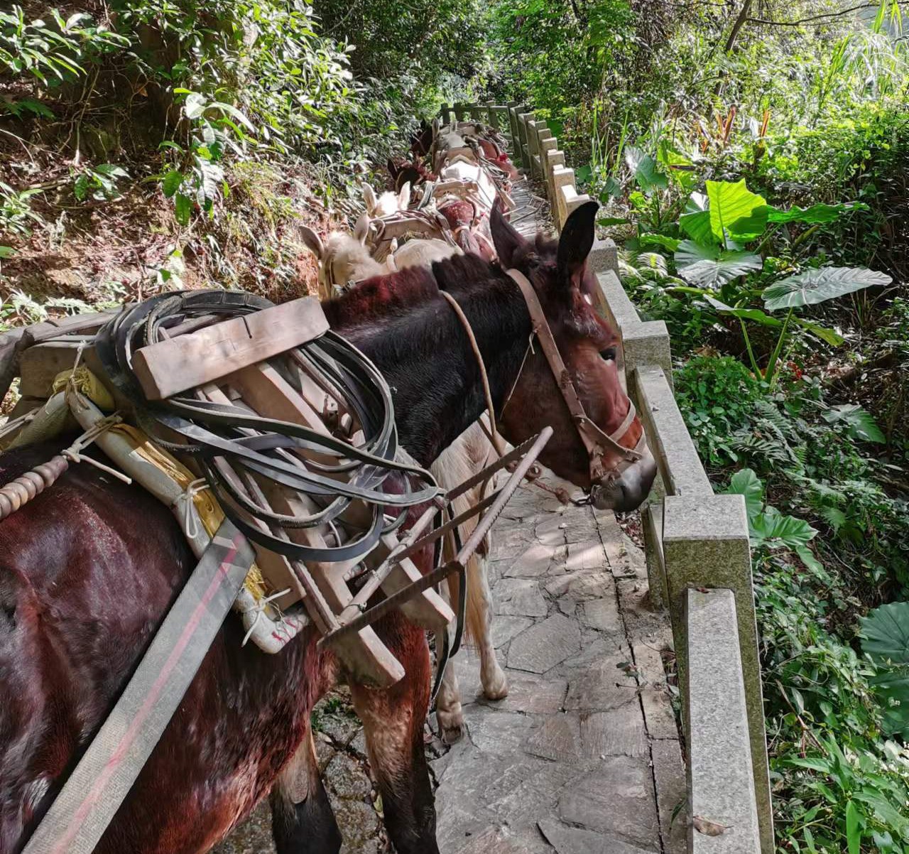 天河区马队运输