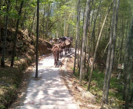 天河区马队运输公司