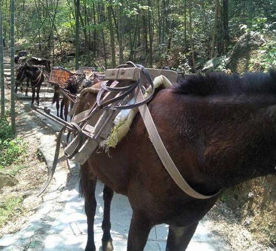 天河区山路骡马运输