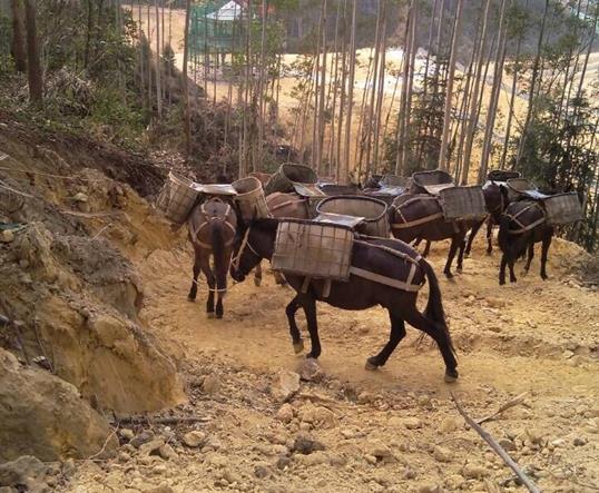 天河区山区马队运输